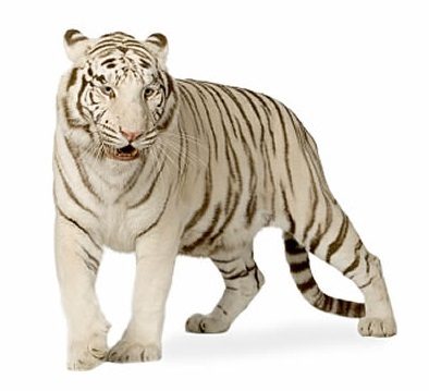 expert-network-engineer-ipcisco