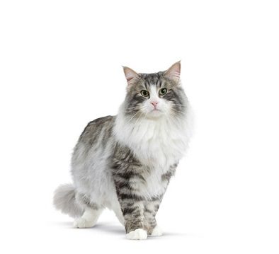 senior-network-engineer-ipcisco